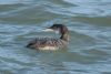 Great Northern Diver at Southend Pier (Martin Cracknell) (46026 bytes)